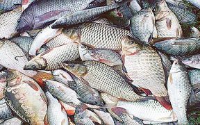 দেশে তিন দশকে মাছের উৎপাদন বেড়েছে ২৫ গুণ